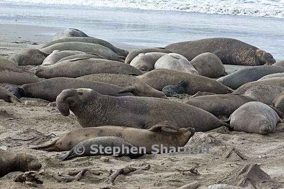 elephant seals 1 graphic